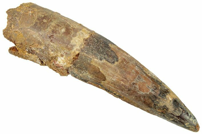 Fossil Spinosaurus Tooth - Real Dinosaur Tooth #322295